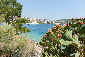 View through cactus and trees across Hvar harbour Croatia - obrazy, fototapety, plakaty