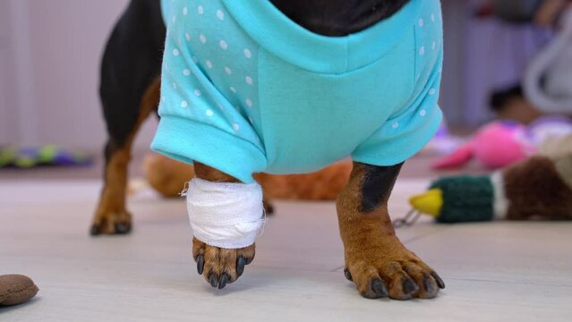 Close-up of dog in blue clothes with a veterinary bandaged paw limping demonstratively on the floor, raising sore limb, demanding attention, help and pity Pet sprained muscles, joints, bone fracture