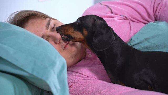 man and dachshund sharing a tender moment as the dog gives her a nose kiss while they cuddle in bed in the morning. A dog wakes up its careless owner to feed him and take him for a walk.