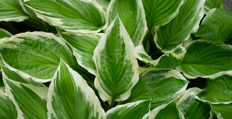 green white leaves for background - 781708015