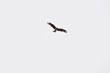 薄曇りの空を飛ぶトビ