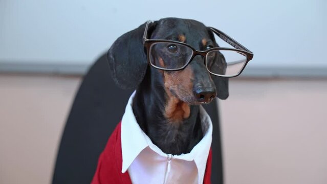 Dachshund dog dressed in white shirt with red vest and black glasses, giving appearance of business professional or teacher looks around and barks, glasses fall crookedly and funnyly onto the nose