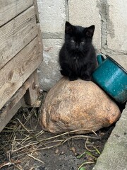 Pussy on a rock  © Dominika