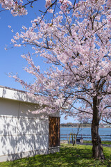 満開の桜の花と湖山池 鳥取県 湖山池