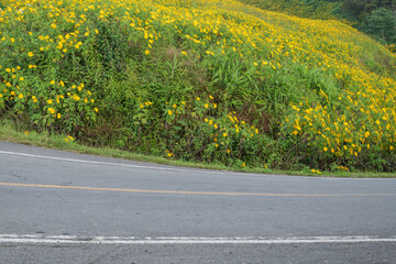 Side view of asphalt road with flower. - 781716855