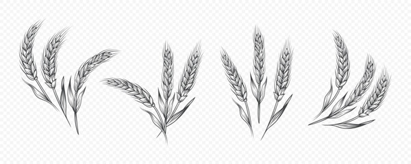 Vector Hand Drawn Agriculture Wheat, Cereal Ear Icon Set Isolated. Organic Wheat, Rice Ears. Grain Ear Design Template for Bread, Beer Logo, Packaging, Labels for Farming, Organic Food Concept
