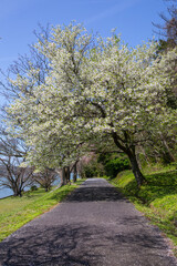 満開の桜の花と湖山池 鳥取県 青島