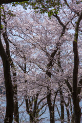 満開の桜の花と湖山池 鳥取県 青島