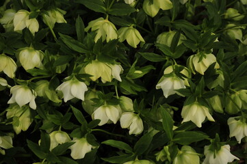 Lots of white hellebores