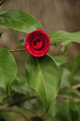 Red camelia bud