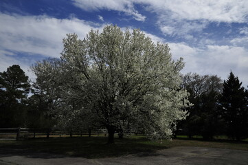 Pear tree in bloom i spring