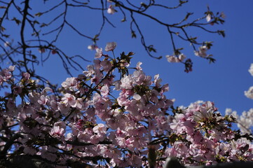 Cherry blossom