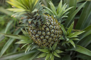 Obraz premium Pineapple grow on tree in garden
