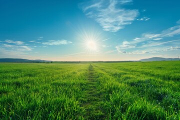 Beautiful green grass field with path leading to the horizon