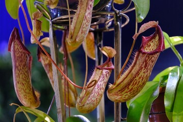 Nepenthes 'Mohito' is an extremely beautiful, insectivorous plant. It looks very exotic.