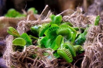 Beautiful exotic flowers of Venus flytrap (Dionaea muscipula). It is insectivorous plant.