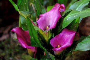 Beautiful exotic flowers of Kalla Chianti  in botanical garden