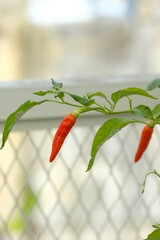 Cayyene pepper in the garden with blurry background. Also known as capsicum frutescens or siling labuyo. Cabe rawit