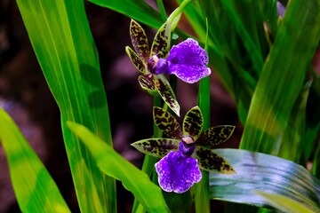 Beautiful exotic flowers of Zygopetalum orchids in botanical garden
