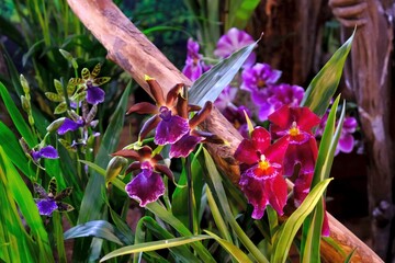 Beautiful exotic flowers of Orchidea Cambria