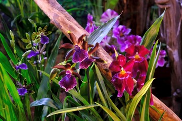 Beautiful exotic flowers of Orchidea Cambria © Iwona