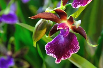 Beautiful exotic flowers of Orchidea Cambria
