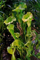 Beautiful exotic plants of Sarracenia flava x oreophila in botanical garden. It is insectivorous plant. 