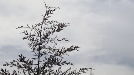 a silhouette of an isolated tree branch with the sky in the background