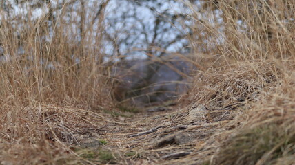 A grassy meadow with a worn dirt hiking path
