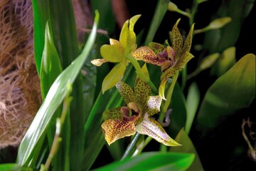 Beautiful exotic flowers of orchid stanhopea hernandezii in botanical garden