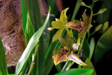 Beautiful exotic flowers of orchid stanhopea hernandezii in botanical garden