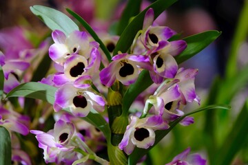 Close up of beautiful exotic flowers of orchid Dendrobium nobile 'Sunny Eyes' in botanical garden