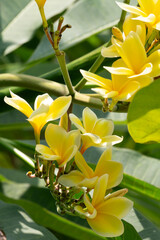 Yellow frangipani flowers on a frangipani tree. Selective focus