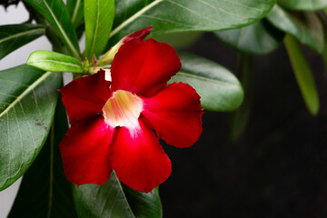 The dessert rose or adenium obesum flower has dark red color