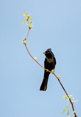 Male phainopepla bird perched on a desert plant. 