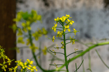 Yellow flower of brassica rapa isolated on blurred background