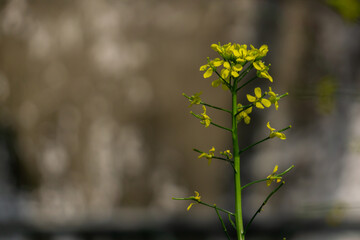 Yellow flower of brassica rapa isolated on blurred background