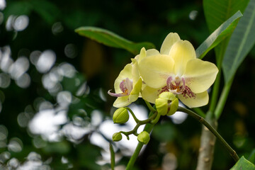 Yellow orchid, Philippine ground orchid, Tropical flowers