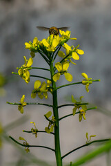 Yellow mustard flower with Natural pollination by bees. Beautiful in nature.