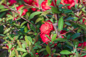 Flowering Quince announces the beginning of spring. Chaenomeles x superba Nicoline, Flowering...
