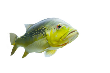 Close-up view of Cichla fish ocellaris isolated on transparent background png file