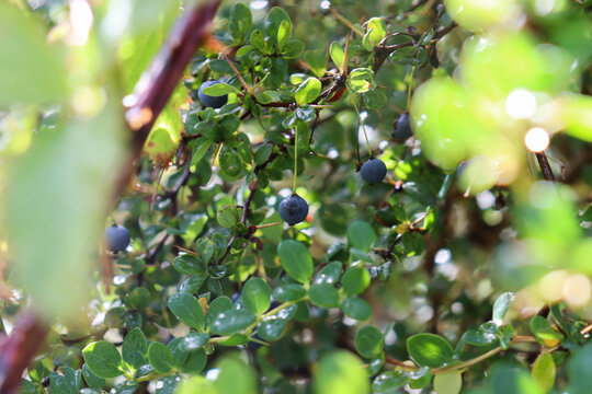 Frutos de Calafate (Berberis microphylla) chileno