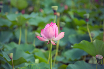 蓮の花のある風景