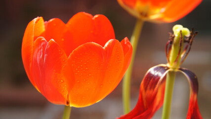 red and yellow tulip