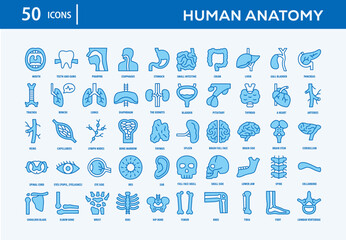 Human Anatomy Icons Collection For Business, Marketing, Promotion In Your Project. Easy To Use, Transparent Background, Easy To Edit And Simple Vector Icons