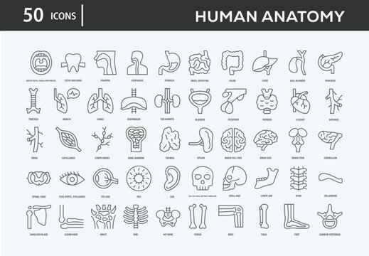 Human Anatomy Icons Collection For Business, Marketing, Promotion In Your Project. Easy To Use, Transparent Background, Easy To Edit And Simple Vector Icons