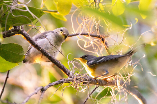 A baby northern parula warbler (Setophaga americana) sits still after being fed by his mother, who briefly pauses  nearby before taking off again, in a tree in southwest Florida.