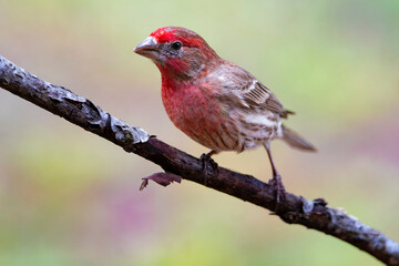 Purple Finch Perched