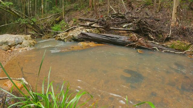 Flowing Creek, Dragonfly, Unicorn Falls, Mount Jerusalem National Park.