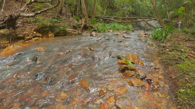 Small Creek Flowing From Unicorn Falls, Mount Jerusalem National Park.